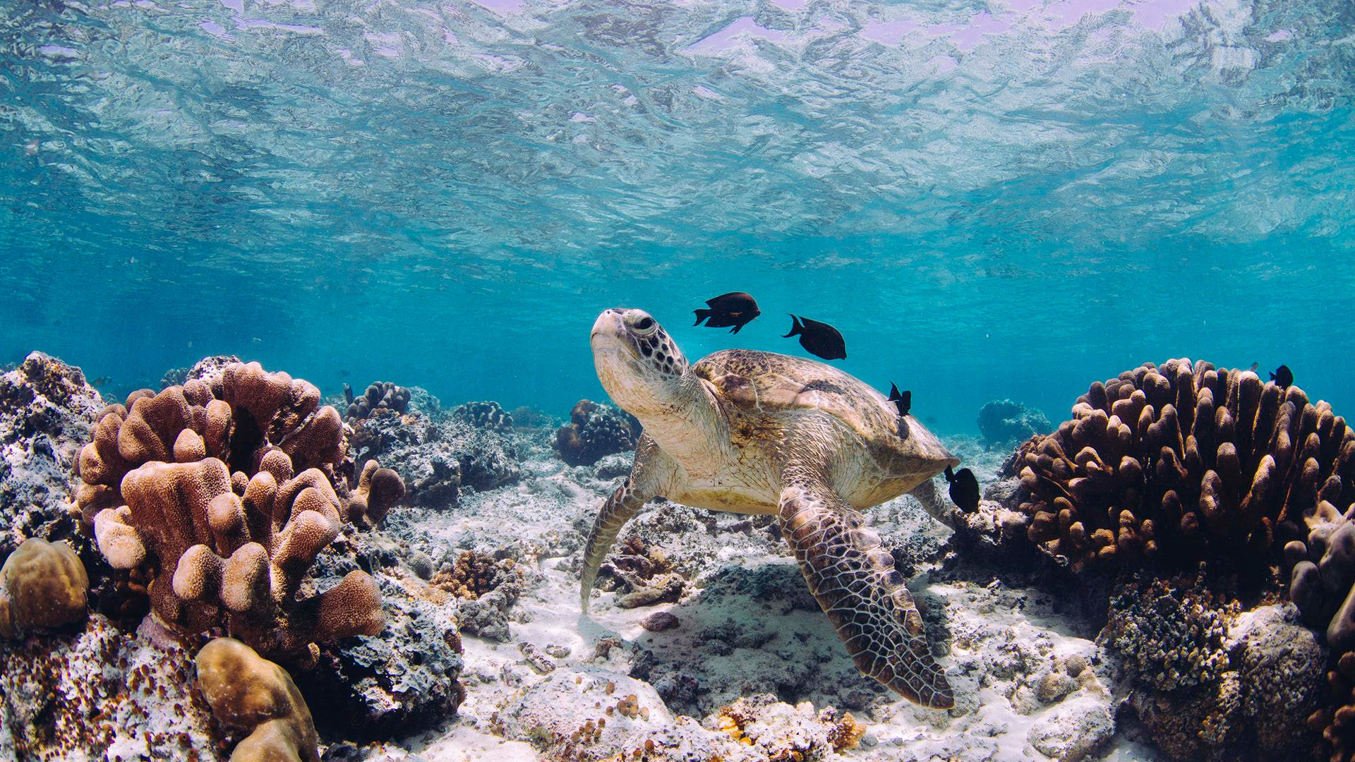 Proyectos Medioambiente