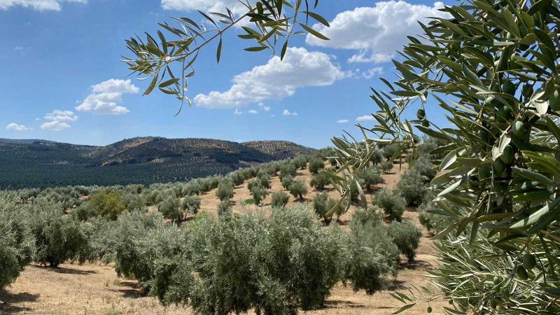 Diputación provisional de Jaén Diputación provisional de Jaén
